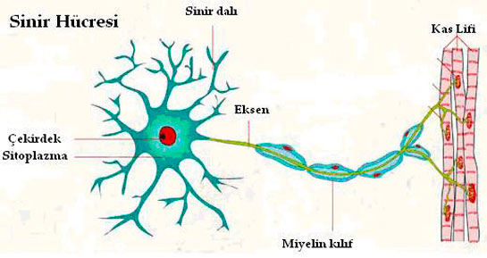 Sinir Hücresinin Özellikleri